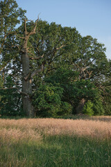 Fototapeta premium The Rogalin Landscape Park. Poznan. Greater Poland