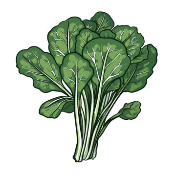 green leafy vegetables bunch isolated clip art preview