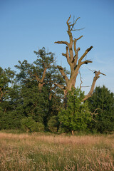 The Rogalin Landscape Park. Poznan. Greater Poland