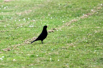 A black bird with a yellow beak in a green cut lawn