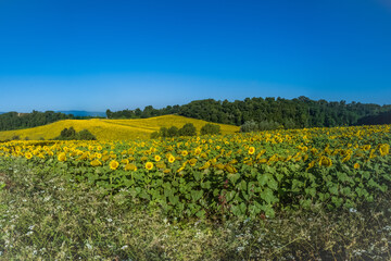 Field of sunflowers in Tuscany country, Italy