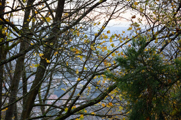 A picturesque view from behind a tree on the mountain to the valley far below. Natural autumn landscape