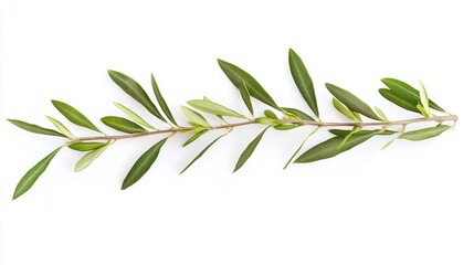 Olive Branch Isolated on White Background