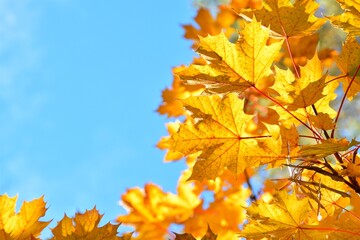 Fototapeta premium Yellow maple leaves against blue sky. Free space.
