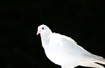 A snow-white dove on a black background