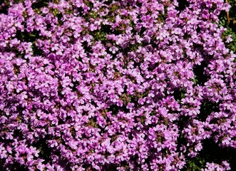 a sunlit carpet of tiny blue-violet flowers