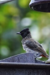 bird on the fence