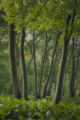 A green forest of beech trees.  The forest is dense with trees, and there is a path leading into the distance.