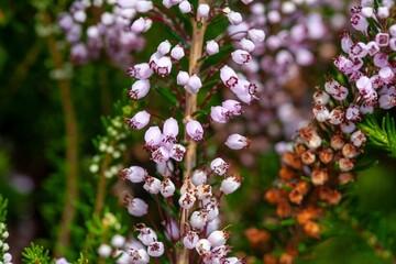 Inflorescence of Cornish heath, Erica vagans