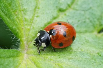 Closeup on the colorful red European seven spotted ladybird, Coccinella septempunctata