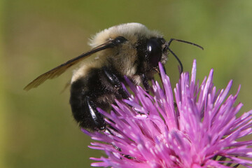 Bumblebee in thistle wildlflower in late summer