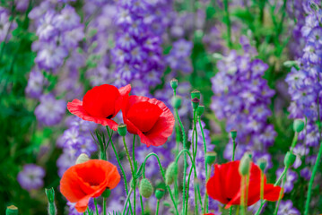 beautiful flowers growing on Confetti fields