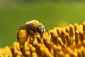 Honeybee on Sunflowers