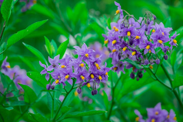 Photo of growing flowers in the garden