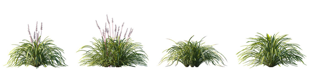 Set of Liriope muscari (big blue lilyturf, lilyturf, border grass, and monkey grass) frontal isolated png on a transparent background perfectly cutout high resolution