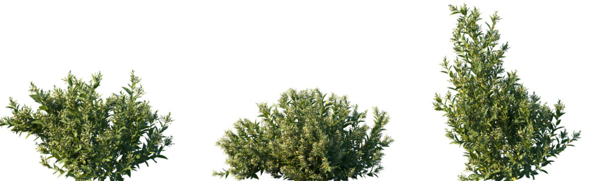Set of Cestrum nocturnum (the lady of the night, night-blooming jasmine, night-blooming jessamine, night-scented jessamine) frontal isolated png on a transparent background perfectly cutout