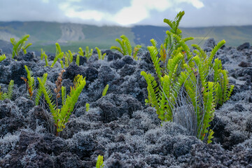 Coastal lava fields on the island of La Reunion, France