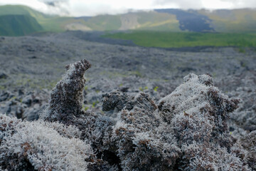 Coastal lava fields on the island of La Reunion, France