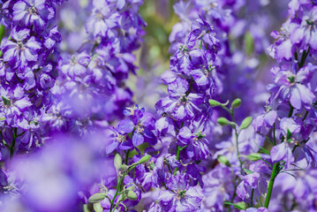beautiful flowers growing on Confetti fields