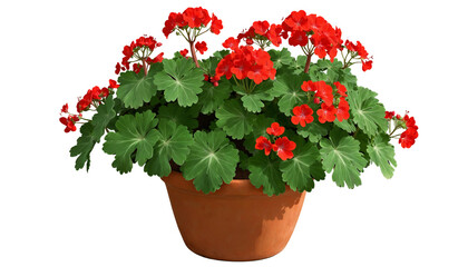 Red Geranium plant in pot on a transparent background