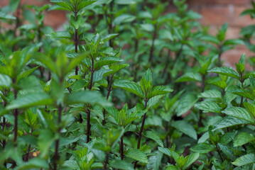  Photo of growing herbs in the garden