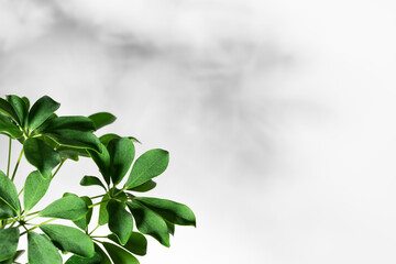 Natural green houseplant flowers of schefflera on white background.