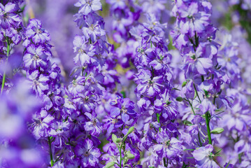 beautiful flowers growing on Confetti fields