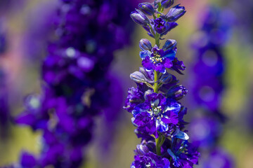 beautiful flowers growing on Confetti fields