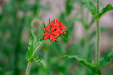 Photo of growing flowers in the garden
