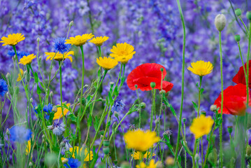 Obraz premium beautiful flowers growing on Confetti fields