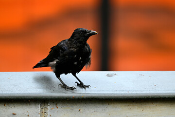 Rabenkrähe (Corvus corone) mit einzelnen weißen Federn // Carrion crow with single white feathers