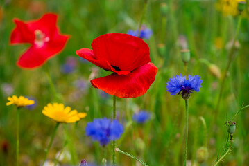 beautiful flowers growing on Confetti fields