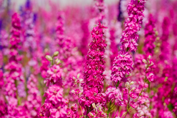 Fototapeta premium beautiful flowers growing on Confetti fields