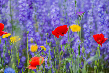 beautiful flowers growing on Confetti fields