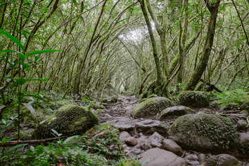Green rainforest on the Island of La Reunion, France