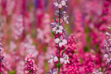beautiful flowers growing on Confetti fields