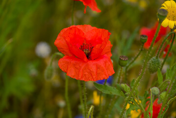 beautiful flowers growing on Confetti fields