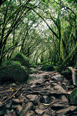 Green rainforest on the Island of La Reunion, France