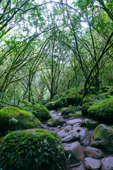 Green rainforest on the Island of La Reunion, France