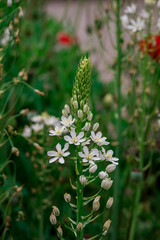 Photo of growing flowers in the garden