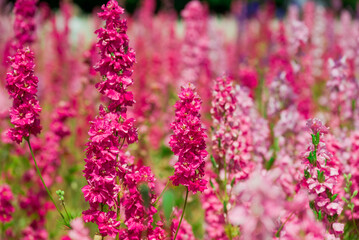 beautiful flowers growing on Confetti fields