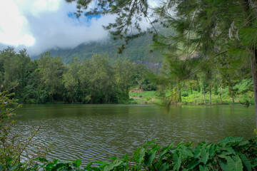 Green rainforest on the Island of La Reunion, France