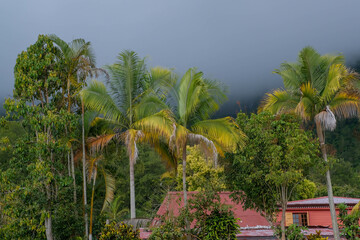 Green rainforest on the Island of La Reunion, France