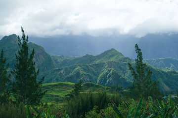 Green rainforest on the Island of La Reunion, France