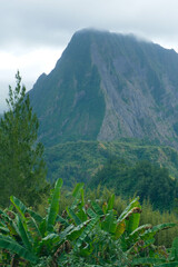 Green rainforest on the Island of La Reunion, France