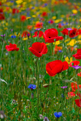 Fototapeta premium beautiful flowers growing on Confetti fields