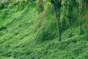 Green rainforest on the Island of La Reunion, France