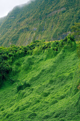 Green rainforest on the Island of La Reunion, France