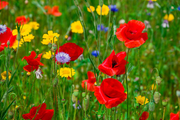 beautiful flowers growing on Confetti fields
