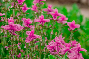 Photo of growing flowers in the garden